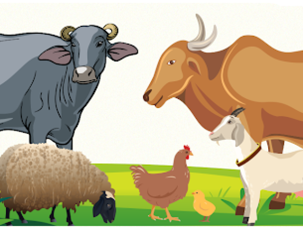 Animal Husbandry Infrastructure Development Fund (AHIDF)