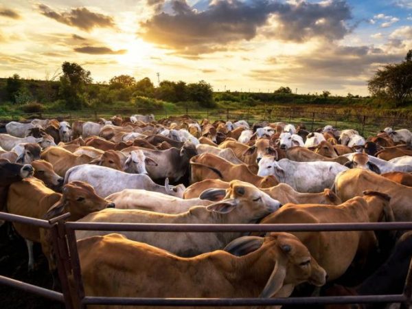 National Livestock Mission (NLM)