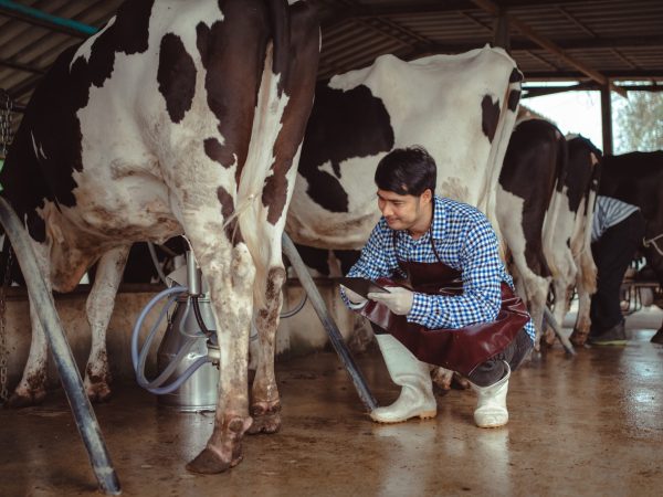male farmer using tablet for checking on his livestock and quality of milk in the dairy farm .Agriculture industry, farming and animal husbandry concept ,Cow on dairy farm eating hay,Cowshed.